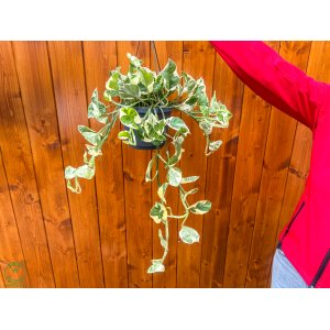  Scindapsus zlatý (Epipremnum aureum) ´Njoy´ - výška 50-60 cm, kont. C2L - ZÁVESNÝ KVETINÁČ 